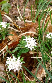 Rosmarin-Seidelbast Zweigenden im Sommer einkürzen Mauerbepflanzung 