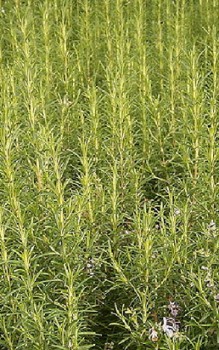 Rosmarin Kräutergarten Pflanzen 