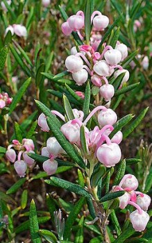 Rosmarinheide - auch Lavendelheide, Poleirosmarinheide und Sumpfrosmarin genannt Heidepflanzen 
