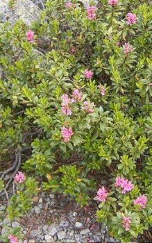 Rostblättrige Alpenrose besonders aber die Blätter sind stark giftig Steingartenpflanzen
