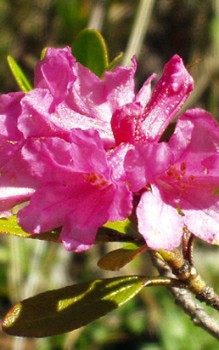 Rostblättrige Alpenrose besonders aber die Blätter sind stark giftig Steingartenpflanzen 