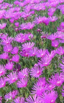 Rote Mittagsblume eigene vegetative Vermehrung mit Stecklingen Steingartenpflanzen