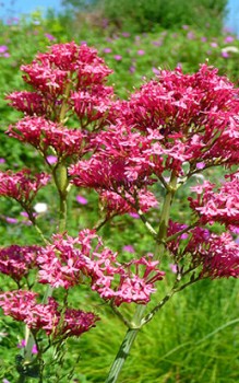 Rote Spornblume - ältere Pflanzen vertragen keinen Platzwechsel Gartenstauden