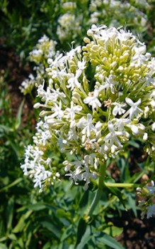 Rote Spornblume - ältere Pflanzen vertragen keinen Platzwechsel Gartenstauden 