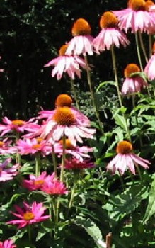 Roter Sonnenhut - Apotheken bieten das Wurzelextrakt als Tropfen, Dragees und Tabletten an Heilpflanzen 