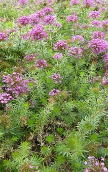 Roter Waldmeister - aussäen oder Stecklinge zur vegetativen Vermehrung schneiden Steingartenpflanzen 