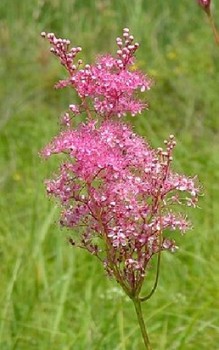 Rotes oder Amerikanisches Mädesüß Heilpflanzen 