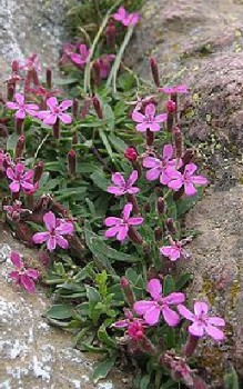 Rotes oder Rasenbildendes Seifenkraut Steingartenpflanzen 