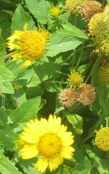 Rudbeckia occidentalis ist winterhart und benötigt keinen Frostschutz Gartenstauden