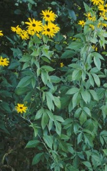 Rudbeckia submentosa Stängel muss man abstützen, damit sie nicht umknicken Gartenstauden 