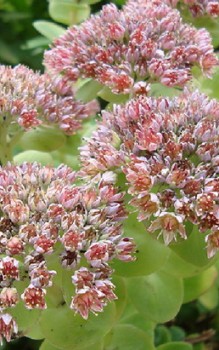 Rundblättrige Fetthenne Steingartenpflanzen