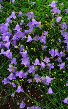 Rundblättrige Glockenblume - Stauden können im März geteilt werden Gartenstauden 