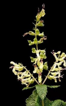 Salbei Gamander Heilpflanzen 