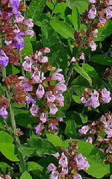 Salbei Kräutergarten Pflanzen 