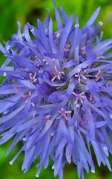 Sandglöckchen - lässt sich leicht nach der Blütezeit teilen Gartenstauden 