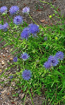 Sandglöckchen - lässt sich leicht nach der Blütezeit teilen Gartenstauden 