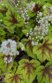 Heucherella tiarelloides Saxifagaceae einem vollsonnigen Platz und regelmäßig gießen Gartenstauden 