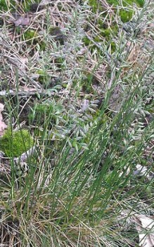 Schaf Schwingel - wächst an sonnigen Plätzen in lichten Eichen- und Kiefernwäldern Gräser und Farne 
