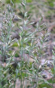 Schaf Schwingel - wächst an sonnigen Plätzen in lichten Eichen- und Kiefernwäldern Gräser und Farne 