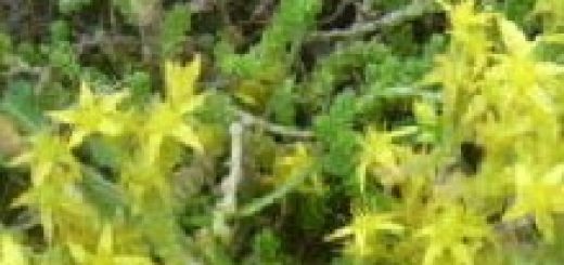 Scharfer oder Gelber Mauerpfeffer, auch Scharfe Fetthenne genannt.