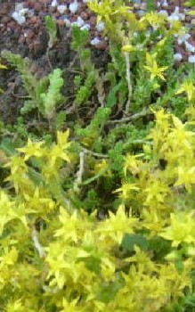 Scharfer oder Gelber Mauerpfeffer Steingartenpflanzen