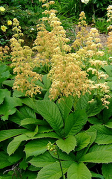 Schaublätter - abgeblühte Stängel im Herbst bis zum Boden zurück schneiden Gartenstauden