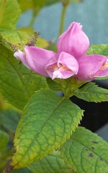 Schiefe Schildblume - die Stauden etwas abstützten, um vor Windbruch zu schützen Gartenstauden 