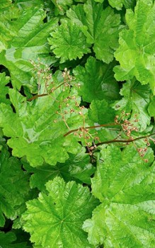 Schildblatt Saxifra fünfzählige Blütenkrone enthält 10 Staubblätter Gartenstauden 