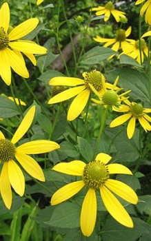 Schiltzblättriger Sonnenhut Blätter können bis zu einem halben Meter lang sein Gartenstauden 