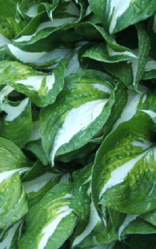 Schneefeder Funkie - auch Grüne Wellblatt-Funkie genannt Gartenstauden 