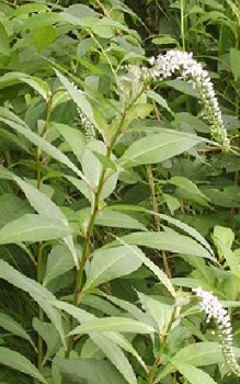 Schneefelberich - auffallend ist aber vor allem der s-förmig gebogene Blütenstand Gartenstauden 