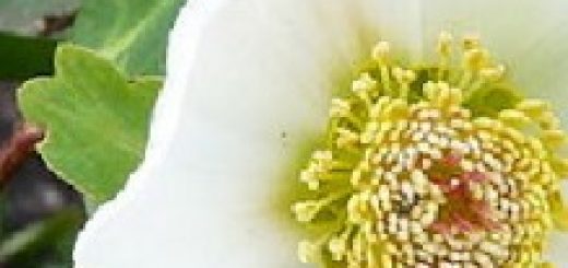 Schneerose in Blüte