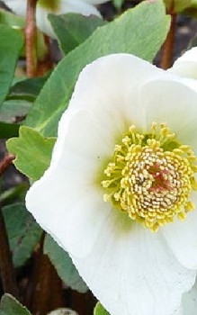 Schneerose Steingartenpflanzen