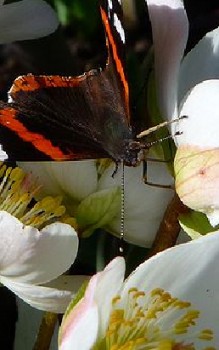 Schneerose Steingartenpflanzen