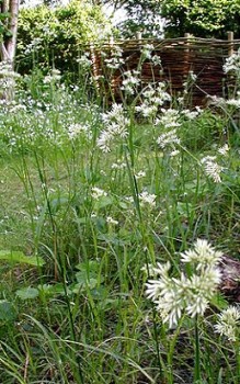 Schneeweiße Hainsimse dekorativen Blütenstände werden gerne für Trockensträuße verwendet Gräser und Farne