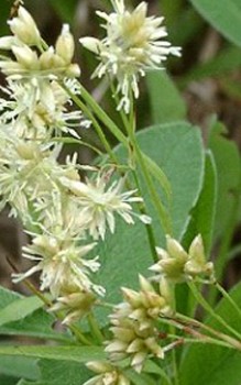 Schneeweiße Hainsimse dekorativen Blütenstände werden gerne für Trockensträuße verwendet Gräser und Farne 