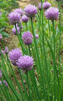 Schnittlauch Kräutergarten Pflanzen