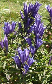 Schwalbenwurz-Enzian Steingartenpflanzen 