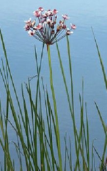 Schwanenblume Wasserpflanzen 