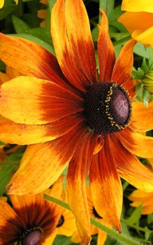 Schwarze Susanne Stängel und Blätter sind mit Filzhaaren besetzt Gartenstauden 