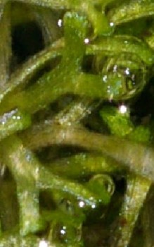 Schwimmendes Sternlebermoos Wasserpflanzen