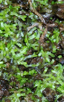 Schwimmendes Sternlebermoos Wasserpflanzen 