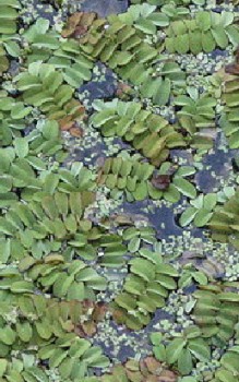 Schwimmfarn Wasserpflanzen