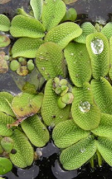 Schwimmfarn Wasserpflanzen 