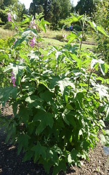 Südfranzösische Strauchpappel Pflanzzeit ist der Frühherbst oder das zeitige Frühjahr Gartenstauden