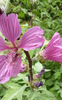 Südfranzösische Strauchpappel Pflanzzeit ist der Frühherbst oder das zeitige Frühjahr Gartenstauden 