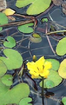 Seekanne oder Sumpfrose - Blüten öffnen sich aber nur kurze Zeit täglich bei vollem Sonnenschein Wasserpflanzen