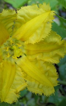 Seekanne oder Sumpfrose - Blüten öffnen sich aber nur kurze Zeit täglich bei vollem Sonnenschein Wasserpflanzen