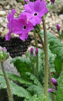 Siebolds-Primel Steingartenpflanzen 