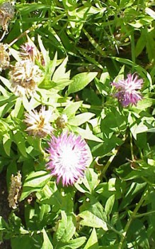 Silber-Flockenblume - lässt sich nach der Blüte zurück schneiden und durch Teilung vegetativ vermehren Gartenstauden